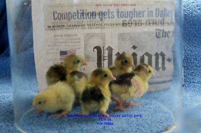 European 'tuxedo' button quail hatching eggs~6+extra's 