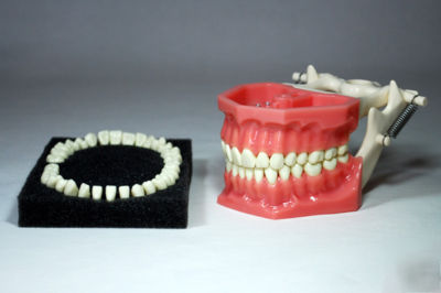 Dentist dental demo demonstration model grindable teeth