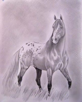 Equine pencil drawing, appy stallion, donated to naaes